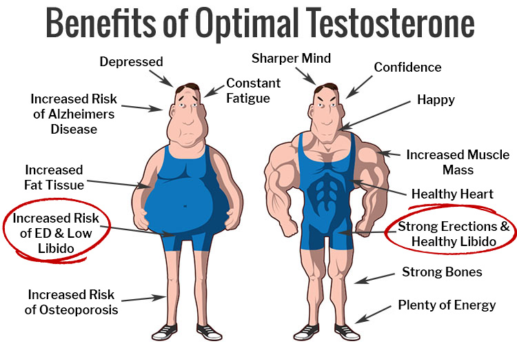 Increase Testosterone