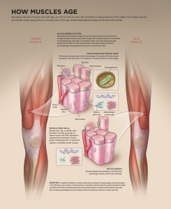 Rebuild Your Body 2016 - Muscular System